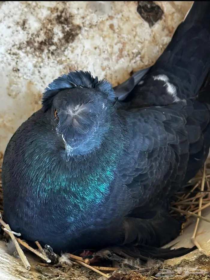 حمام نجفي منتج 1