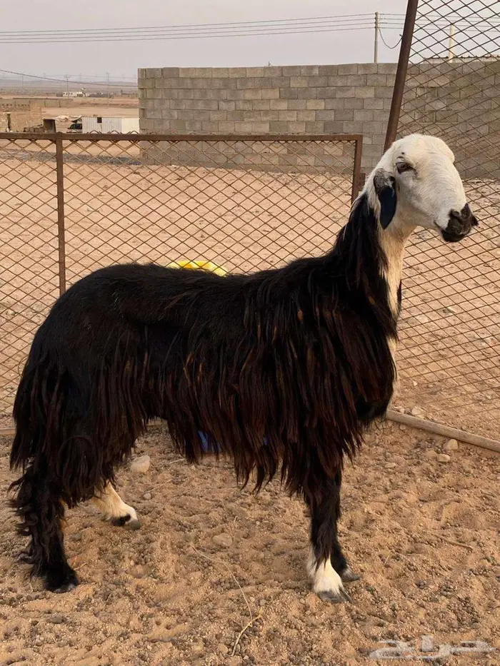 ثنيه نجديه حايل 0