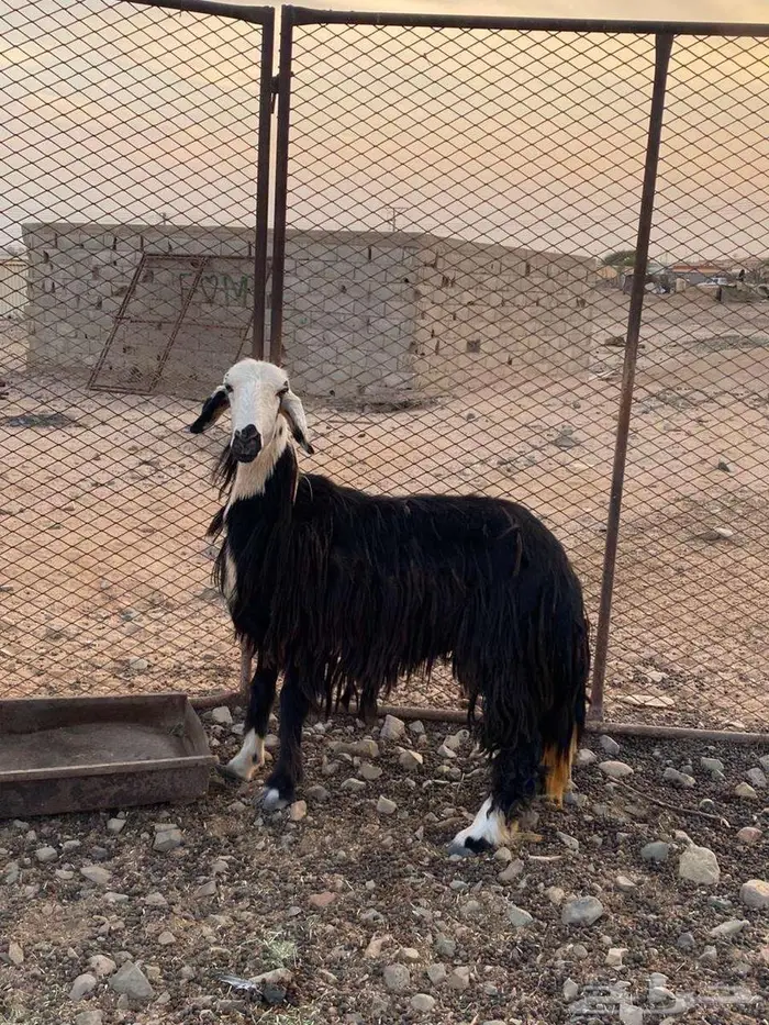 ثنيه نجديه حايل 1