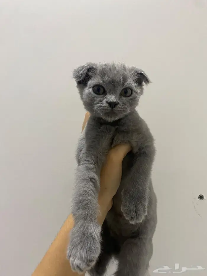 قطط شيرازي سكوتش 0