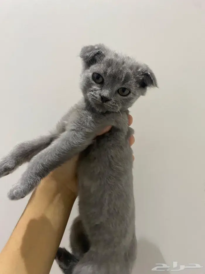قطط شيرازي سكوتش 1