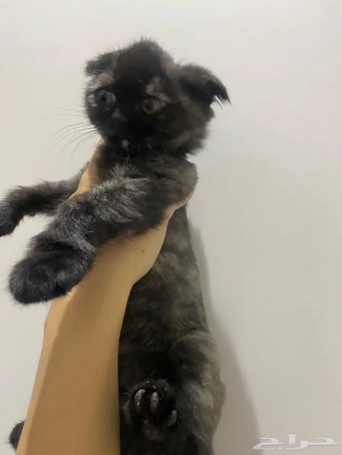 قطط شيرازي سكوتش 2