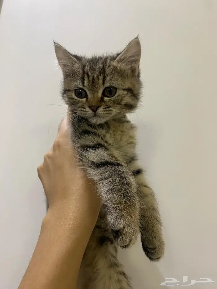 قطط شيرازي سكوتش 4