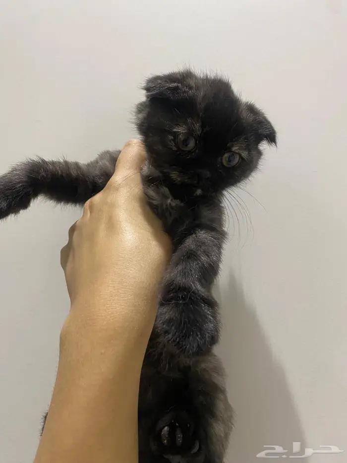 قطط شيرازي سكوتش 3