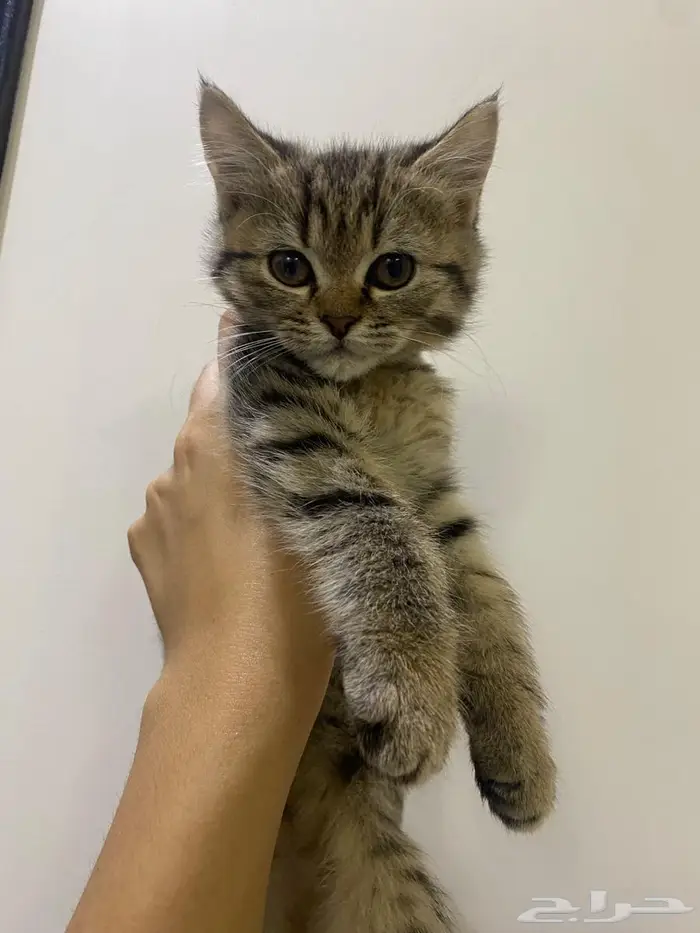قطط شيرازي سكوتش 5