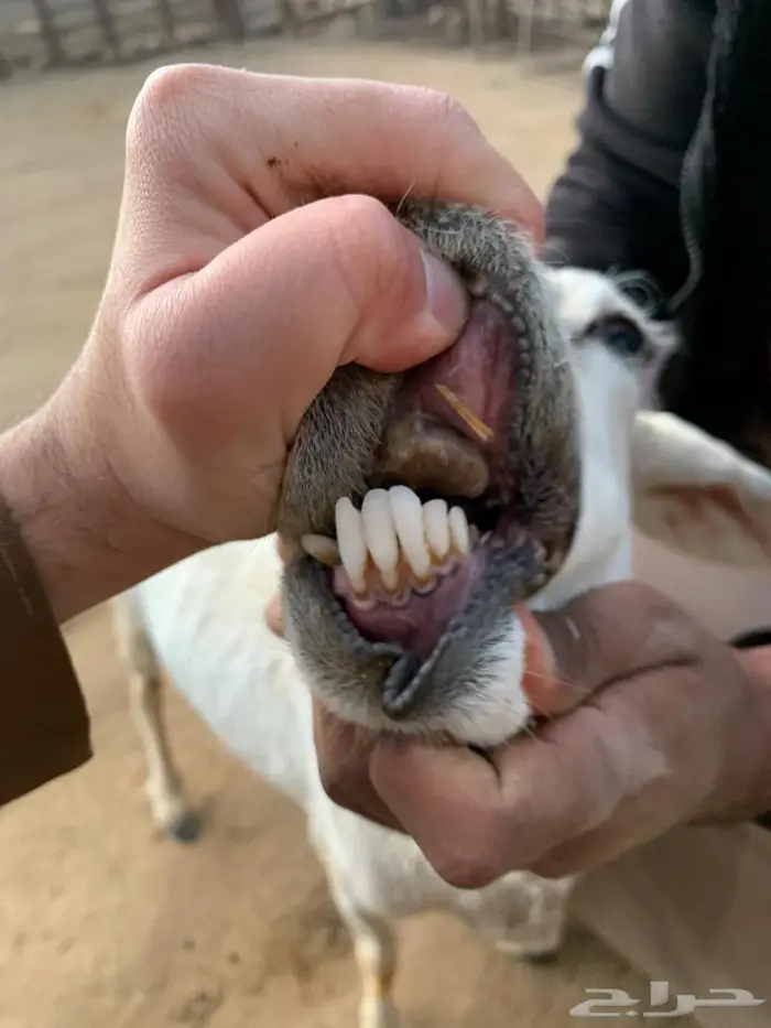 عنز وشاه متابيع 6