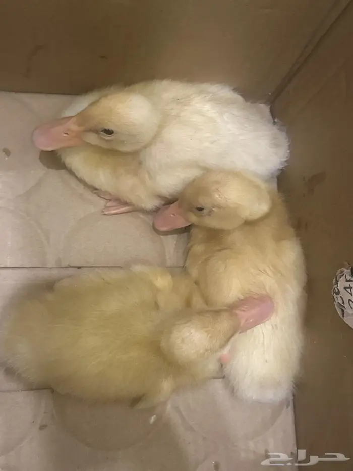 3 بطات تبني - احد يخاف الله فيهم 1