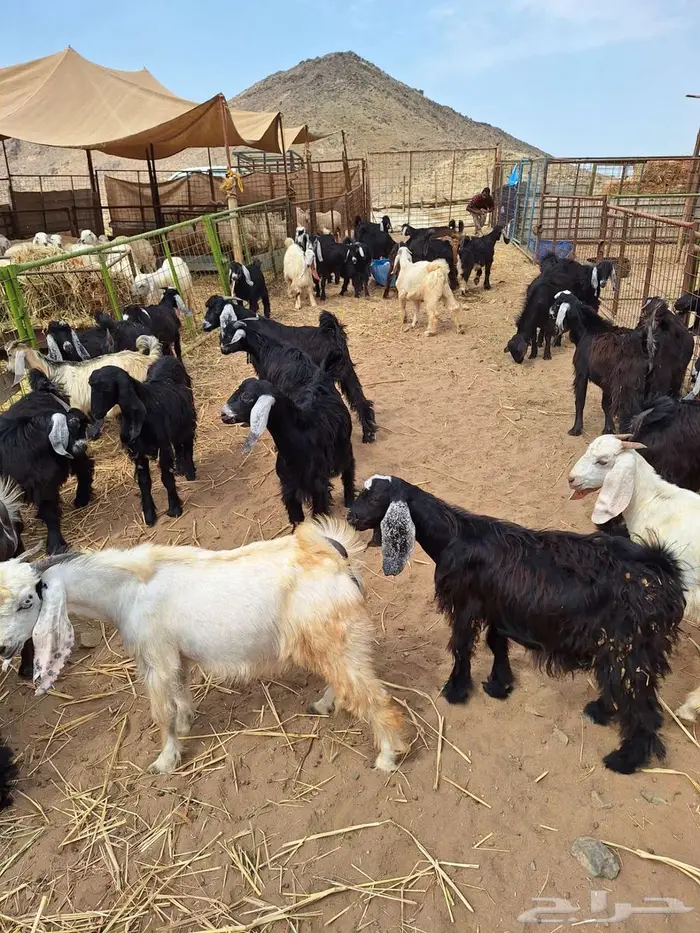 تيوس عوارض مخاصى وجفار عوارض 0