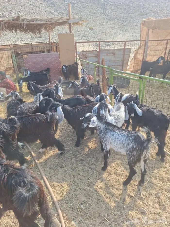 تيوس عوارض مخاصى وجفار عوارض 3