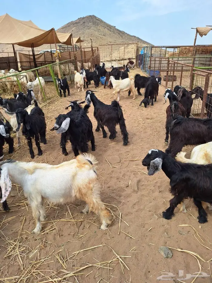 تيوس عوارض مخاصى وجفار عوارض 4