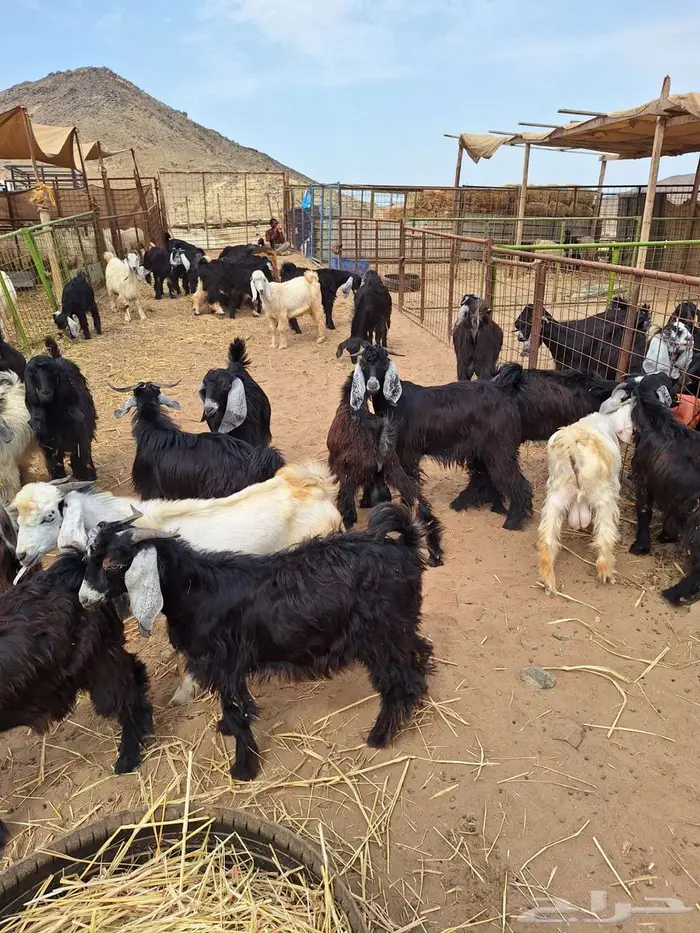 تيوس عوارض مخاصى وجفار عوارض 1