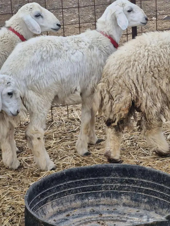 ذبايح طليان ب1250 (7شهور) 3