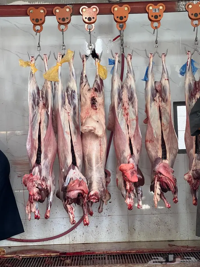 مخيم الأمراء بالدمام قسمين مع تأجير دبابات مجانا 60