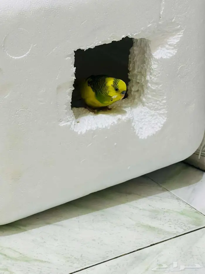 بادجي للبيع 0