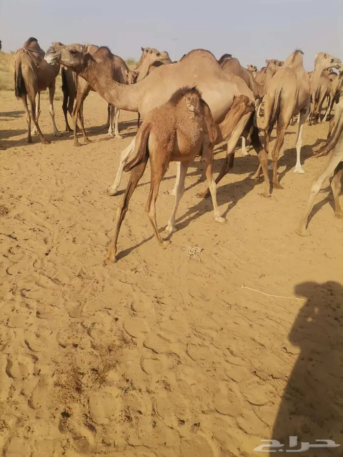 قعدان للبيع 4