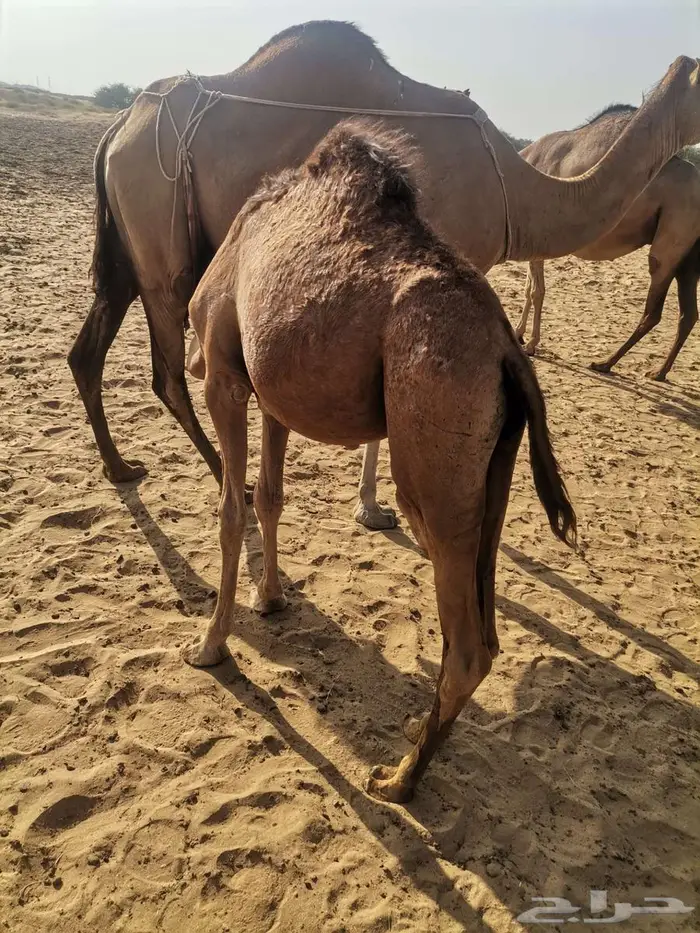 قعدان للبيع 3