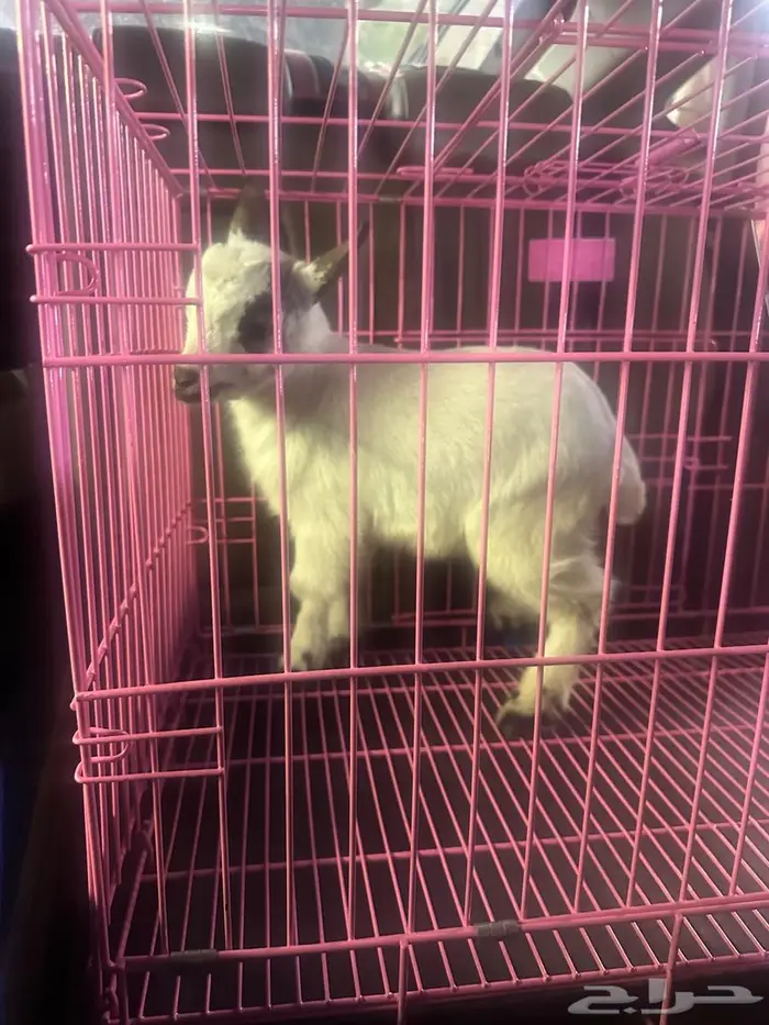 ماعز قزم ذكر 0