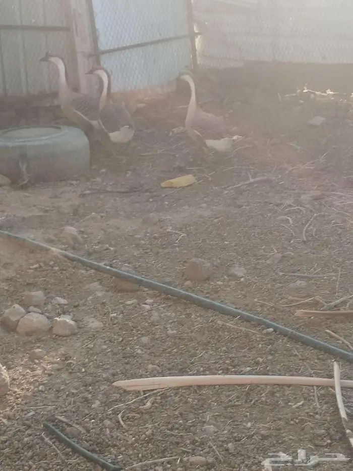 طقم وز عراقي للبيع 2