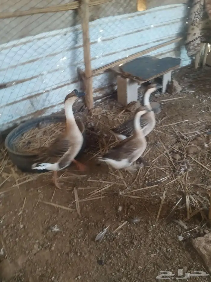 طقم وز عراقي للبيع 1