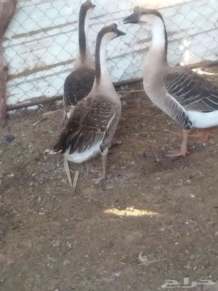 طقم وز عراقي للبيع 4