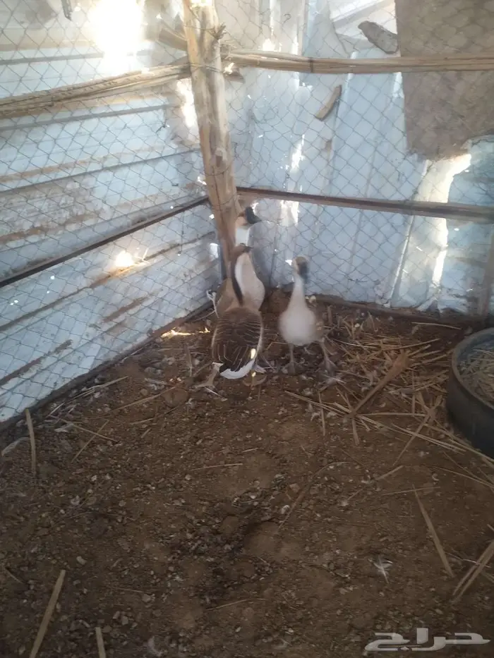 طقم وز عراقي للبيع 3