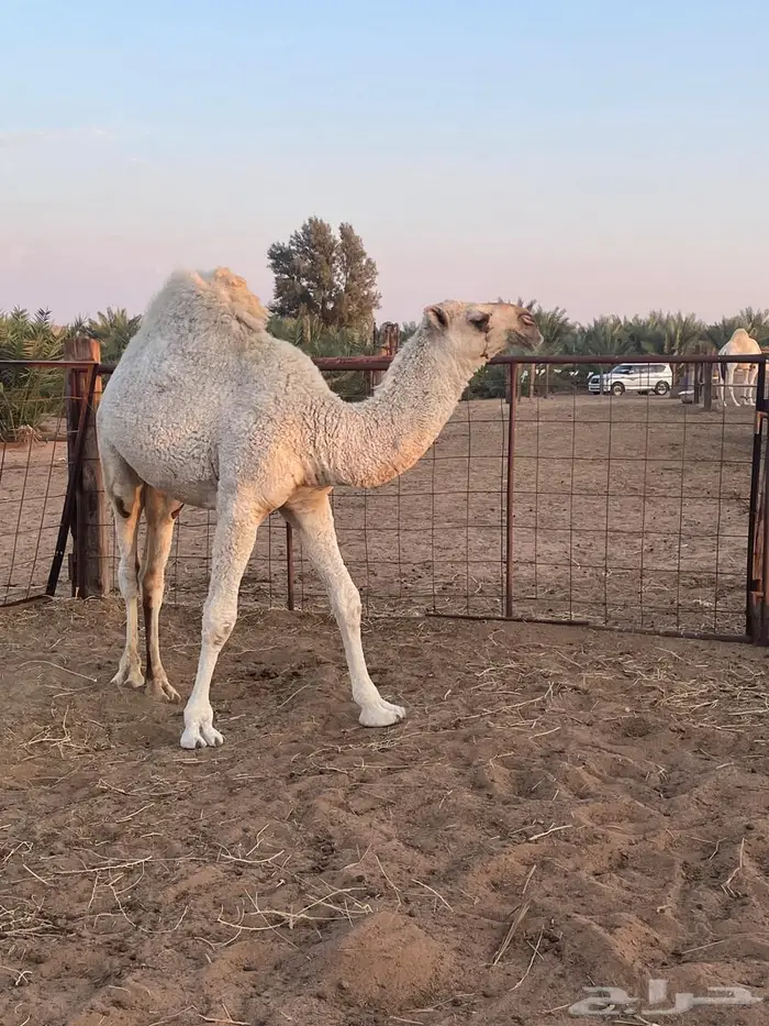 قعود العمر سنه ونص 2