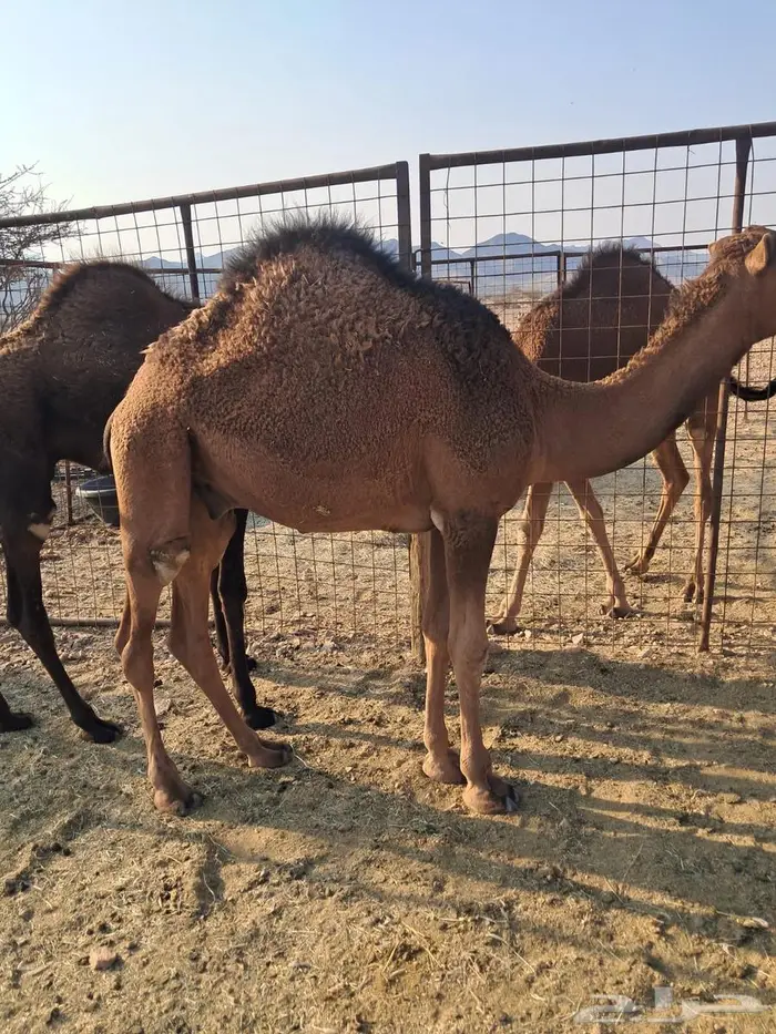 قعدان للبيع 0