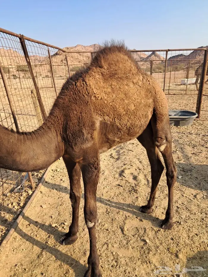 قعدان للبيع 1