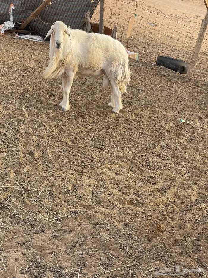 فحل حري طيب الموقع الرياض والقصيم 17