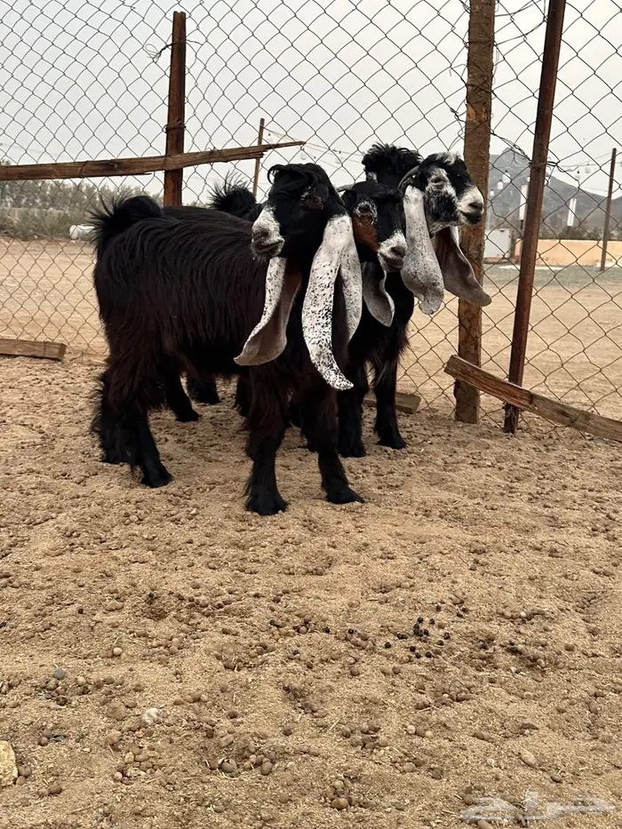 جذعات عوارض صنف معرفات دفيع 12