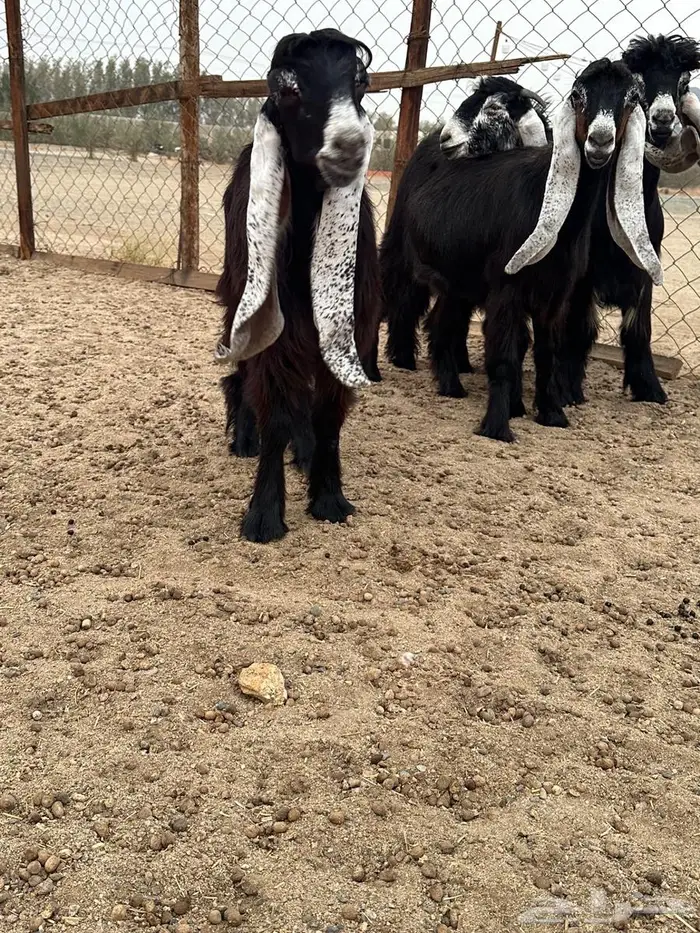 جذعات عوارض صنف معرفات دفيع 14