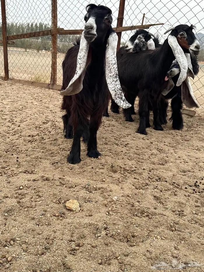 جذعات عوارض صنف معرفات دفيع 13