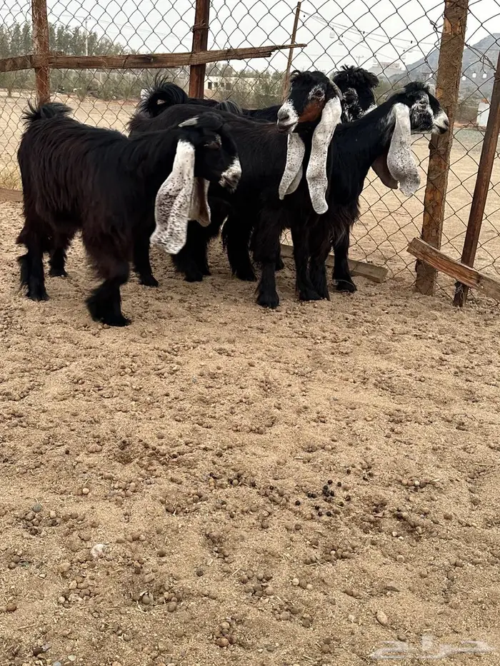 جذعات عوارض صنف معرفات دفيع 16