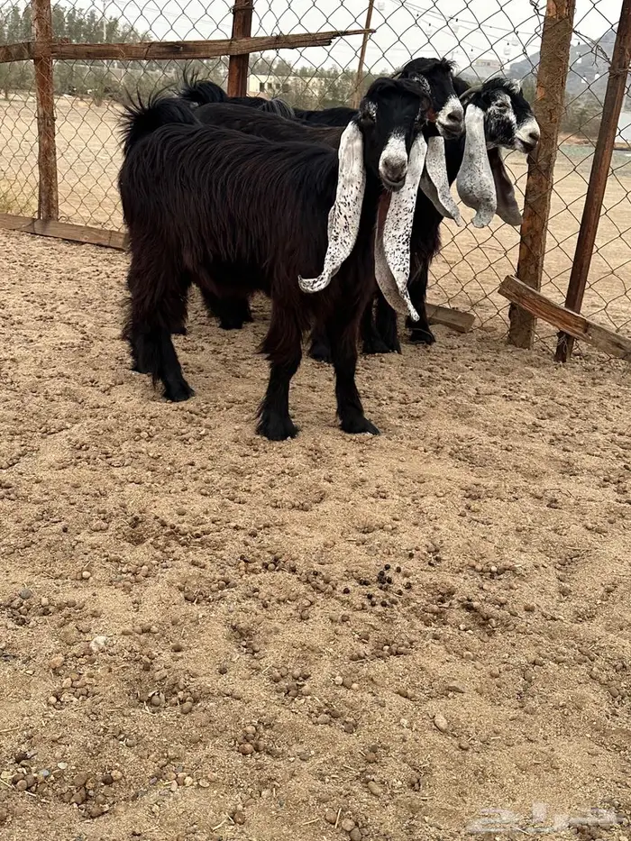 جذعات عوارض صنف معرفات دفيع 15