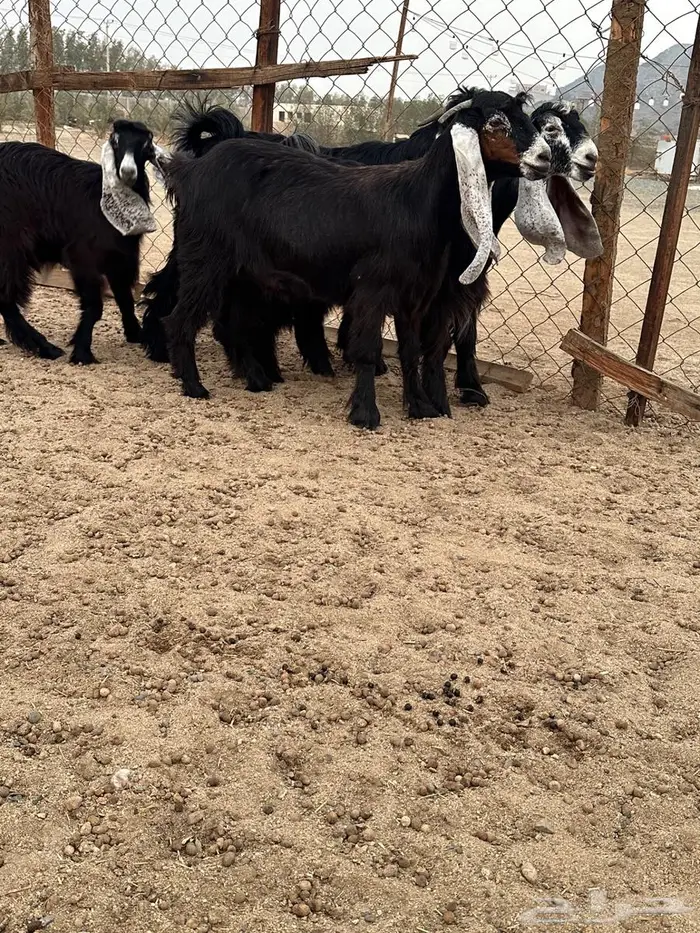 جذعات عوارض صنف معرفات دفيع 17