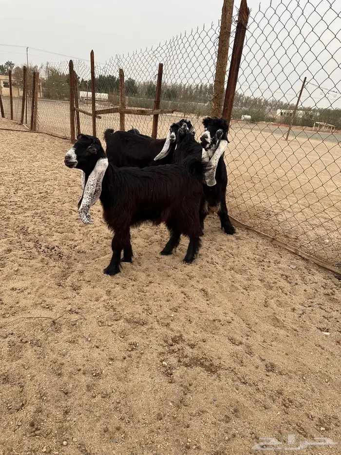 جذعات عوارض صنف معرفات دفيع 20