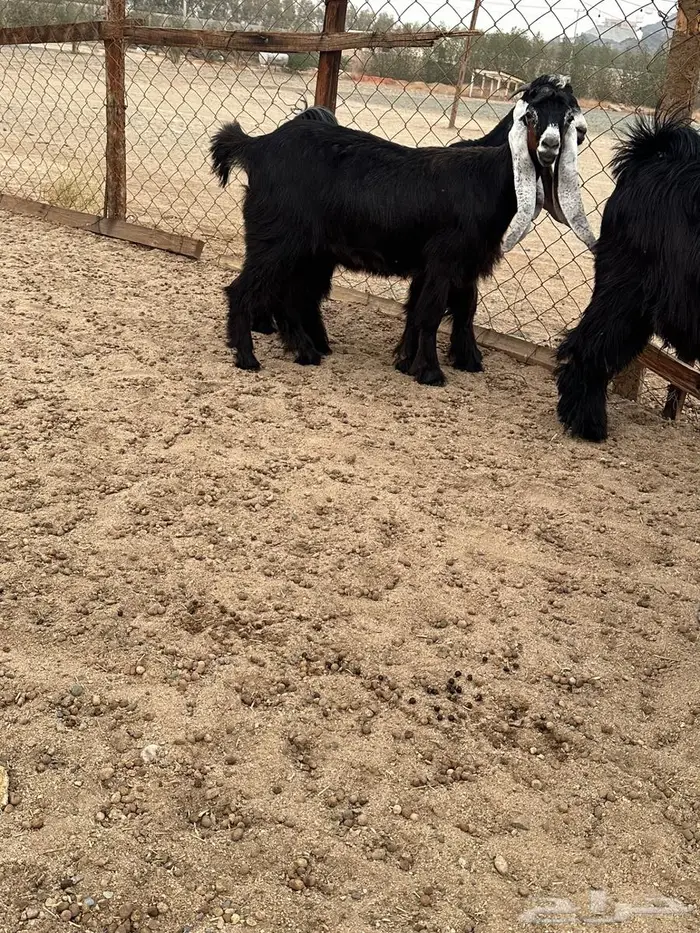 جذعات عوارض صنف معرفات دفيع 18