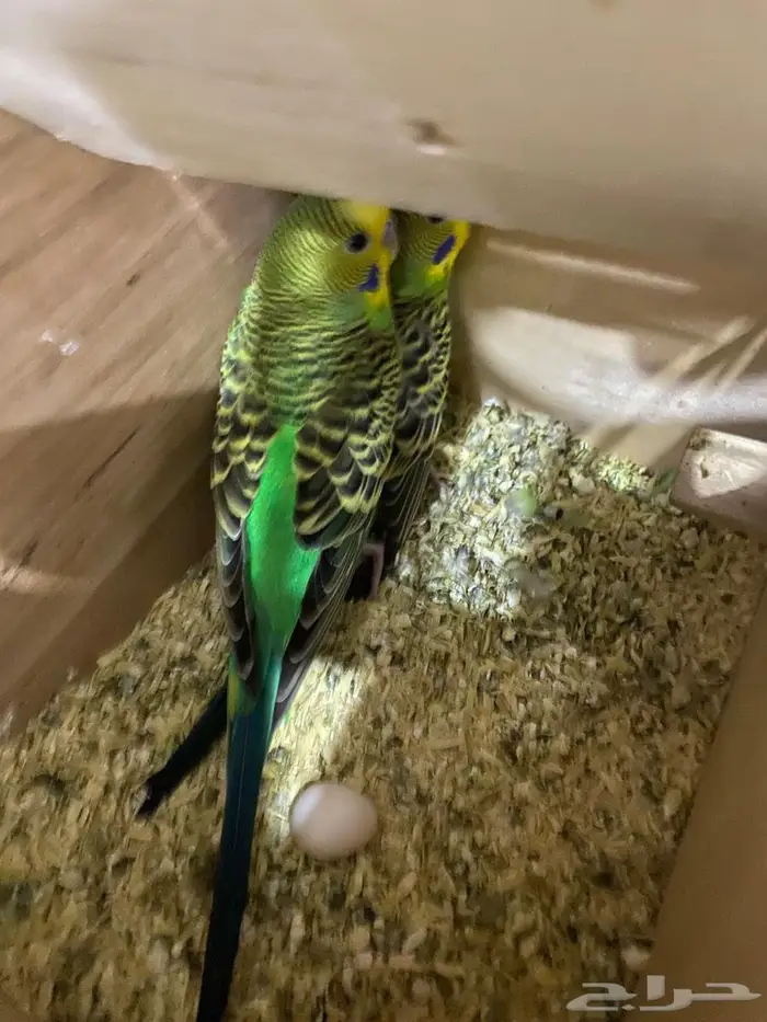 زوج بادجي منتج 0