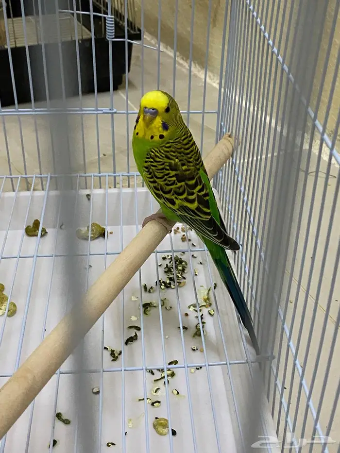 زوج بادجي مع فرخ 0