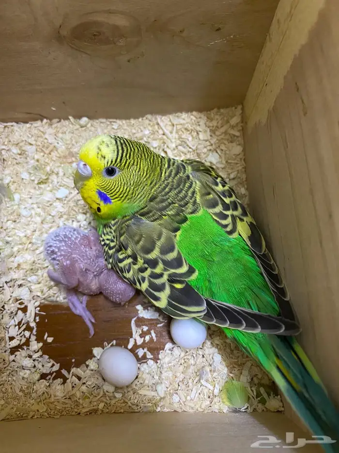 زوج بادجي مع فرخ 1