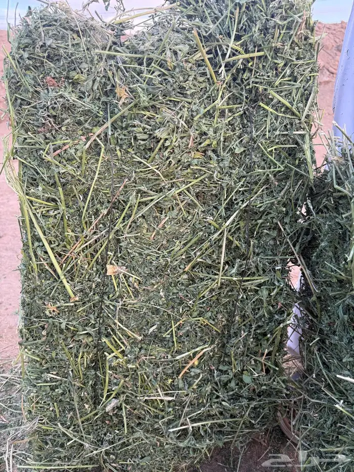 برسيم للبيع من المزرعة 2