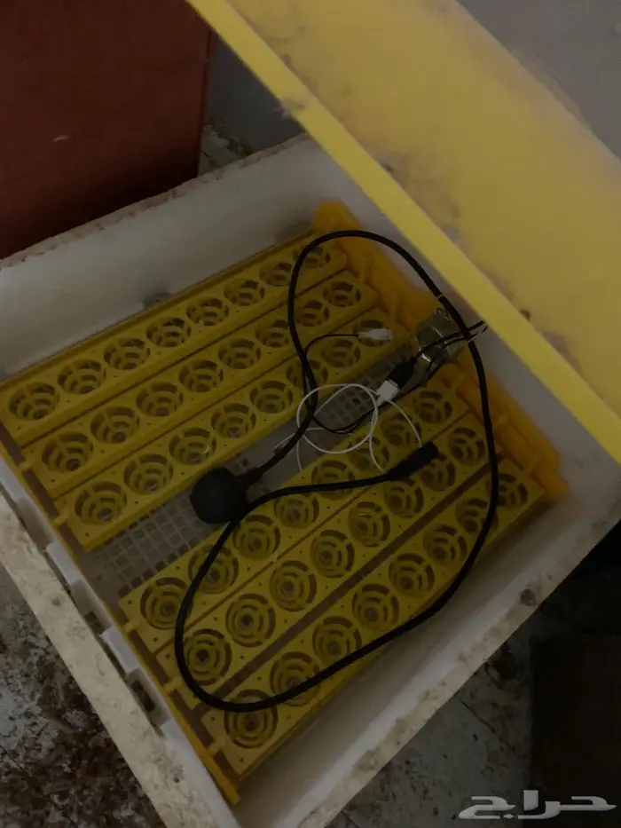 فقاسه بيض دجاج 1