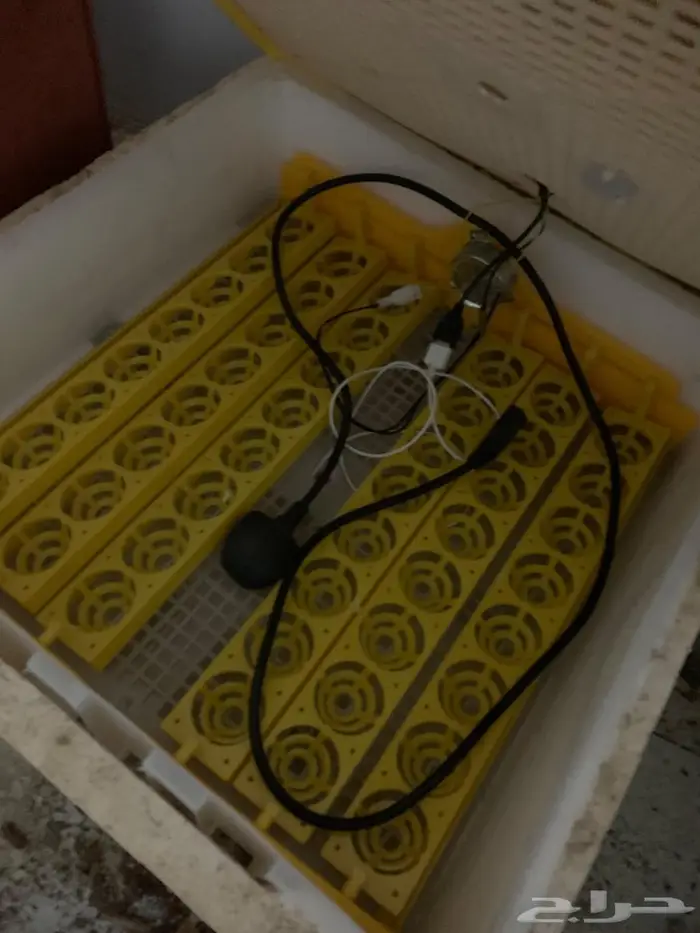 فقاسه بيض دجاج 2