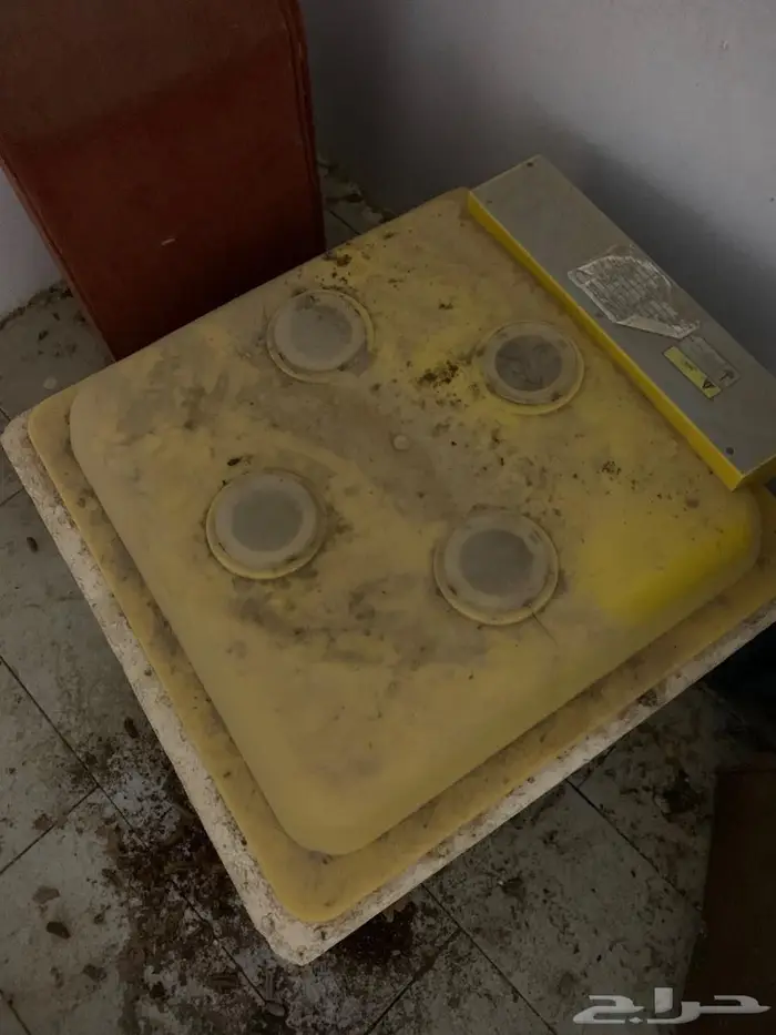 فقاسه بيض دجاج 0