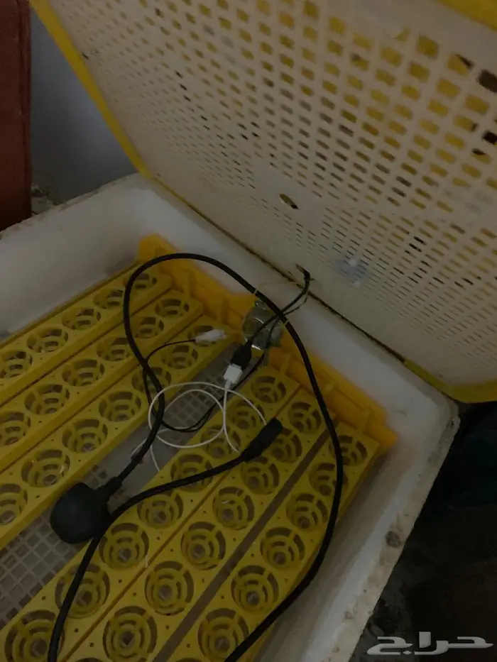 فقاسه بيض دجاج 3