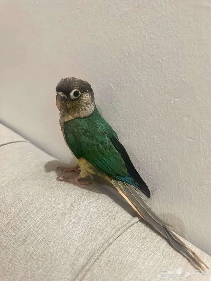 فرخ صن كنيور تركواز مشالله حلوو اليف 0