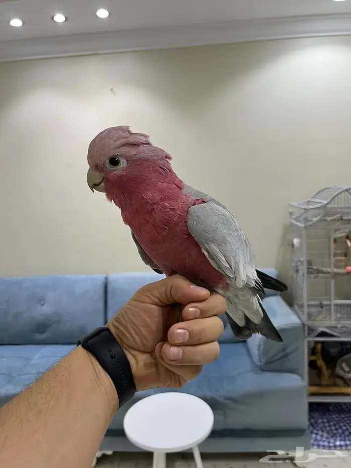 كوكاتو قالا 1