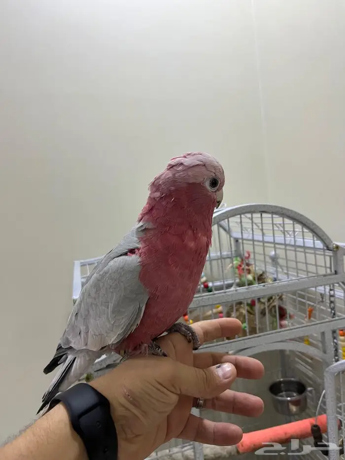 كوكاتو قالا 3