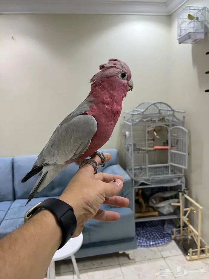 كوكاتو قالا 0