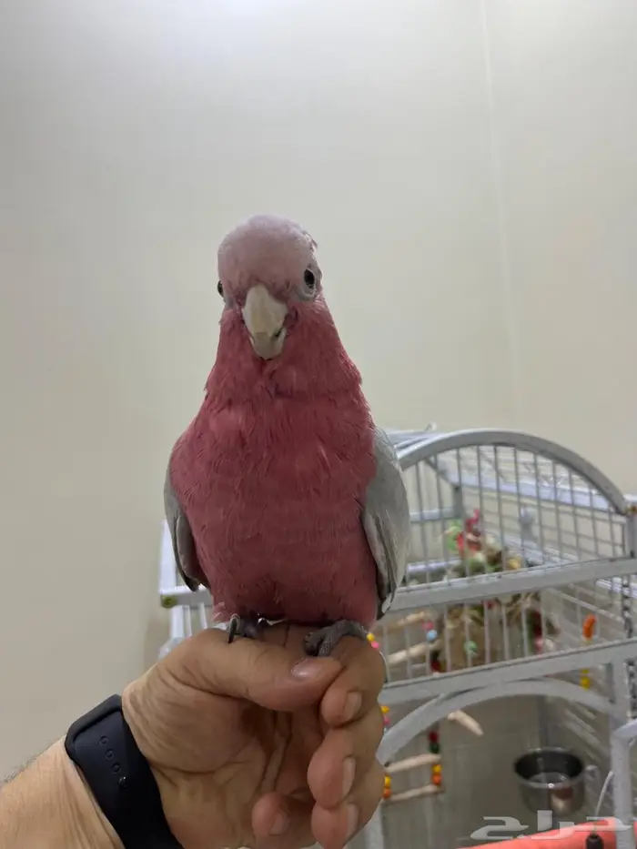 كوكاتو قالا 8